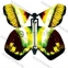 Летающая бабочка (Magic Flyer) - сюрприз    оптом 6